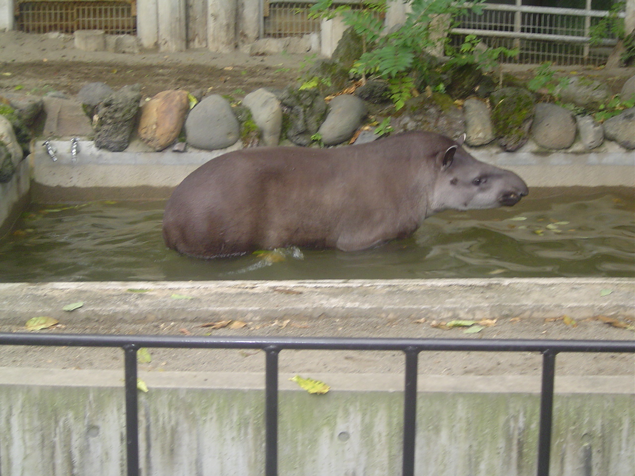 Ueno_zoo