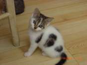 Nombreux chatons à l adoption à l 'EDC de Roubaix 59 Mini_091005101145718814579576