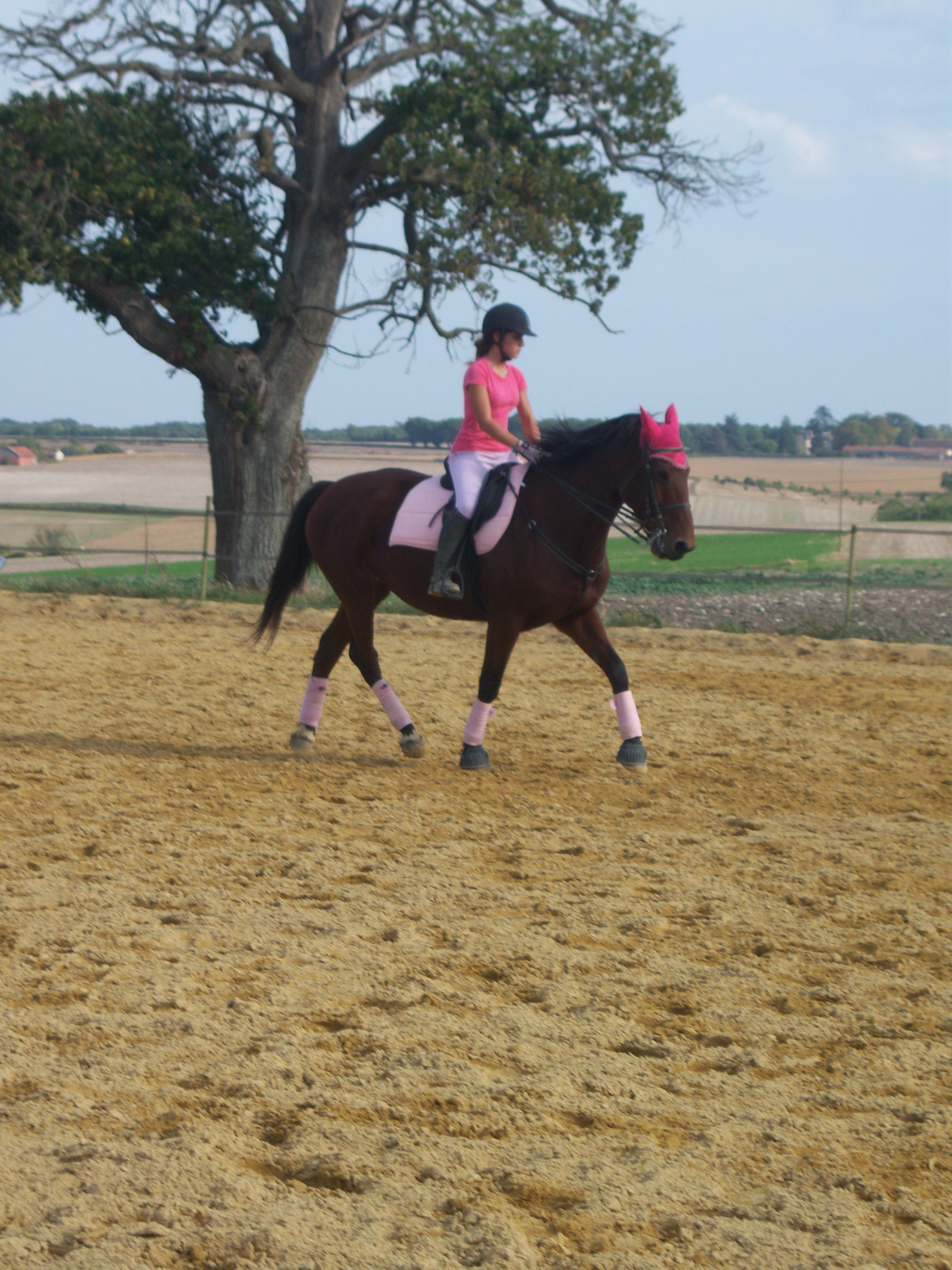 Mercredi 7 Octobre 2009, Joconde en dressage (o1) 006