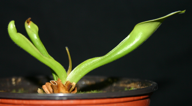 Heliamphora - Page 2 091015030044571384643275