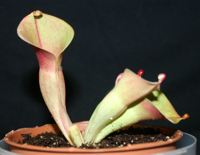 Heliamphora - Page 2 091015030142571384643281