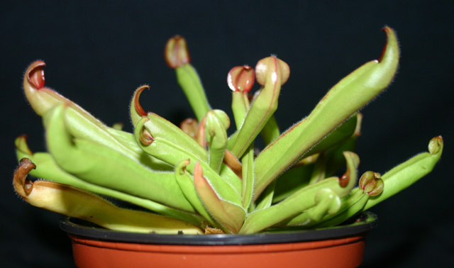 Heliamphora - Page 2 091015030308571384643289