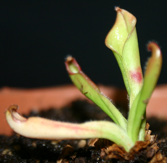 Heliamphora - Page 2 091015030402571384643293