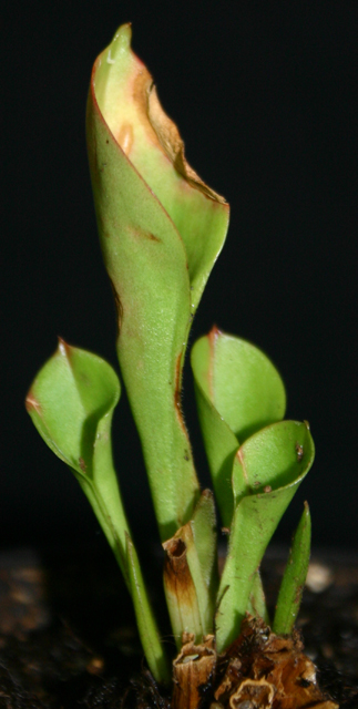 Heliamphora - Page 2 091015030413571384643294