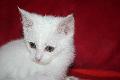 Neige , petite boule d'amour renommée Dinah  DE 2,5 mois Mini_091017110823556934655741