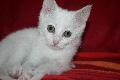 Neige , petite boule d'amour renommée Dinah  DE 2,5 mois Mini_091017110917556934655773