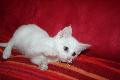 Neige , petite boule d'amour renommée Dinah  DE 2,5 mois Mini_091017111034556934655775