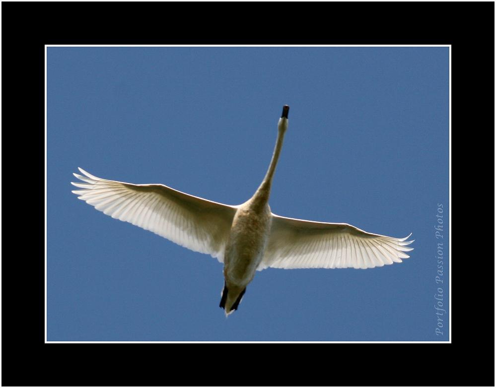 Le vol du Cygne - Portfolio Passion Photos