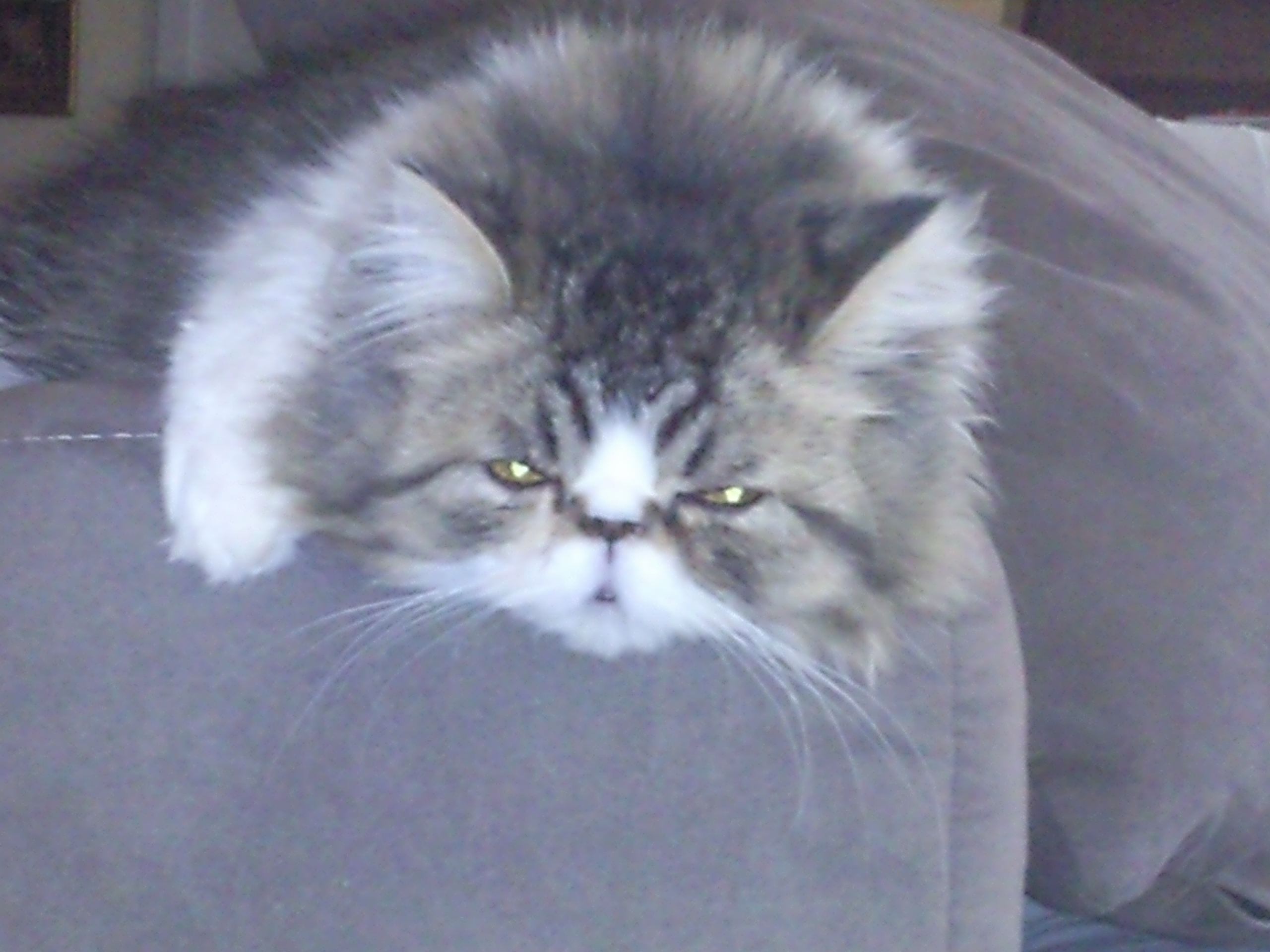 Photo0007