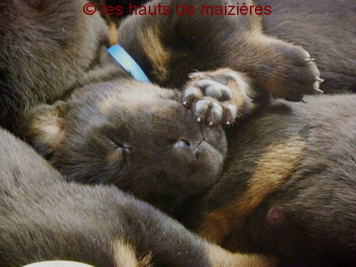 Mes petits loups garous 091020094244125124682313