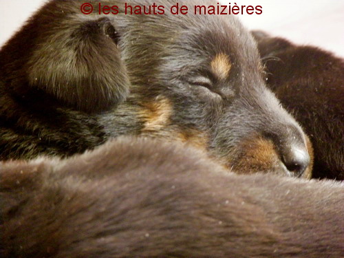 Mes petits loups garous 091020094246125124682318