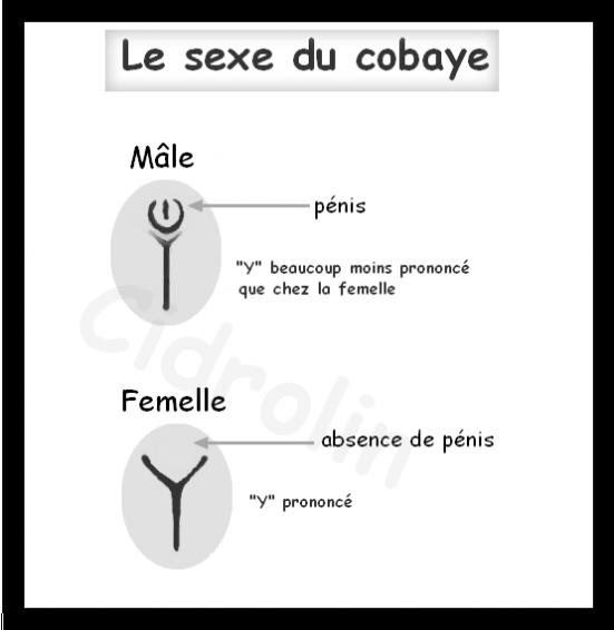 sexe cochon d'inde