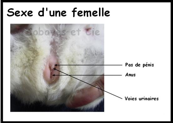 femelle