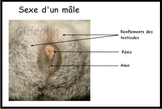 m&acirc;le