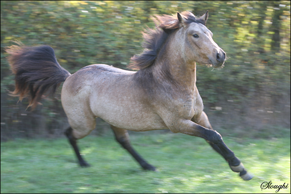 A vendre: poneys pfs mâles et femelles de 0 à 3 ans ELEVAGE DU BLIN 091029074201824194743589