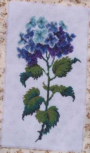 sheilahudson_hydrangea