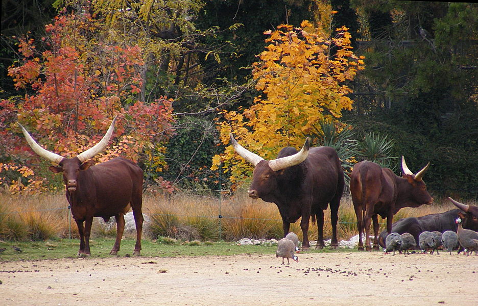 Watusi + grue couronnée pour pitlouis83 091106051635139004797622