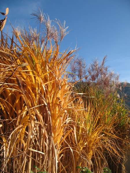 Miscanthus sinensis - Page 2 091107091903782984806190