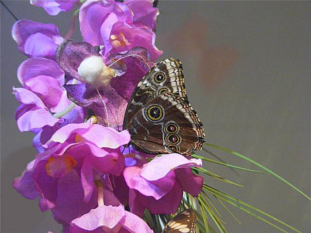 Un papillon sur une orchidée 091108093007139004813335