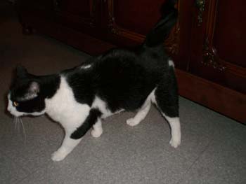 Luce, petite chatte noire et blanche, très caline (née vers 2006) - Page 2 091108093038713854813339