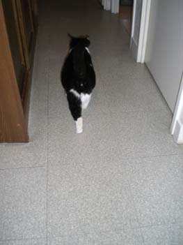 Luce, petite chatte noire et blanche, très caline (née vers 2006) - Page 2 091108093039713854813341