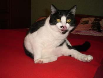 Luce, petite chatte noire et blanche, très caline (née vers 2006) - Page 2 091108093039713854813342