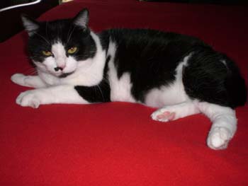 Luce, petite chatte noire et blanche, très caline (née vers 2006) - Page 2 091108093039713854813344