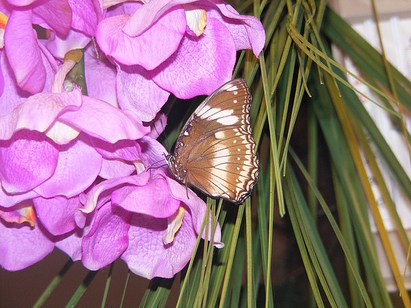 Un papillon sur une orchidée 091108094034139004813410