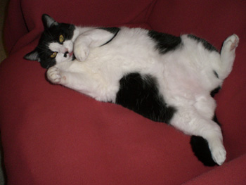 Luce, petite chatte noire et blanche, très caline (née vers 2006) - Page 2 091110124230713854824775