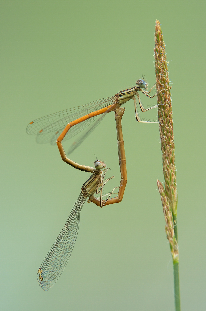 Accouplement agrion 1200p