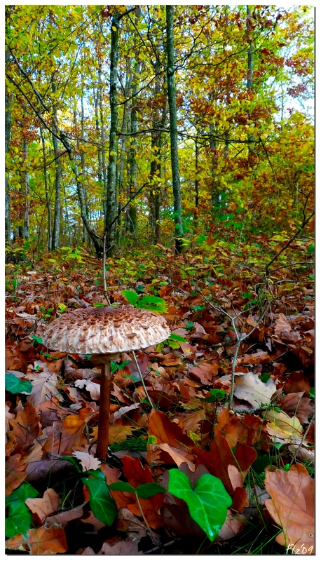 HC Novembre2009, Ambiance sous-bois - Page 2 091123045134757874921897