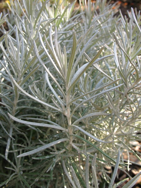 plante au curry:  Helichrysum italicum 091204084733782984984564