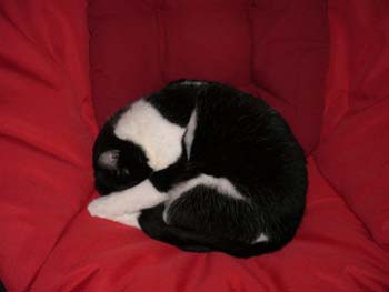 Luce, petite chatte noire et blanche, très caline (née vers 2006) - Page 2 091207015423713855010589