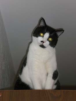 Luce, petite chatte noire et blanche, très caline (née vers 2006) - Page 2 091207015423713855010592