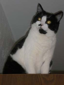 Luce, petite chatte noire et blanche, très caline (née vers 2006) - Page 2 091207015423713855010594