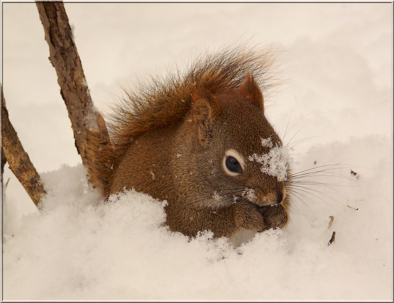 Ecureuil dans la neige 09120706042136825013006