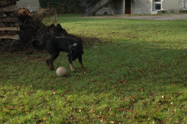 Appel aux dons pour Pégase gravement blessé à une patte - Page 3 091209120628646625023624