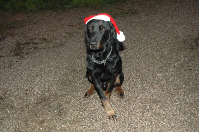 Pégase, beauceron de 8 ans - Page 2 091211055117646625037346