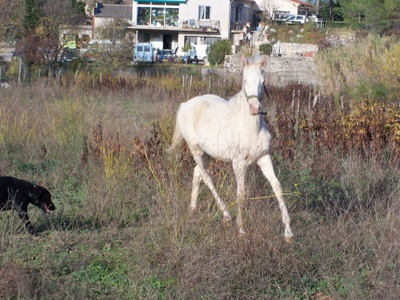 Vulcain poulain hispano-barbe-arabe crème 2 ans photos et vidéo 091214070607923955052641