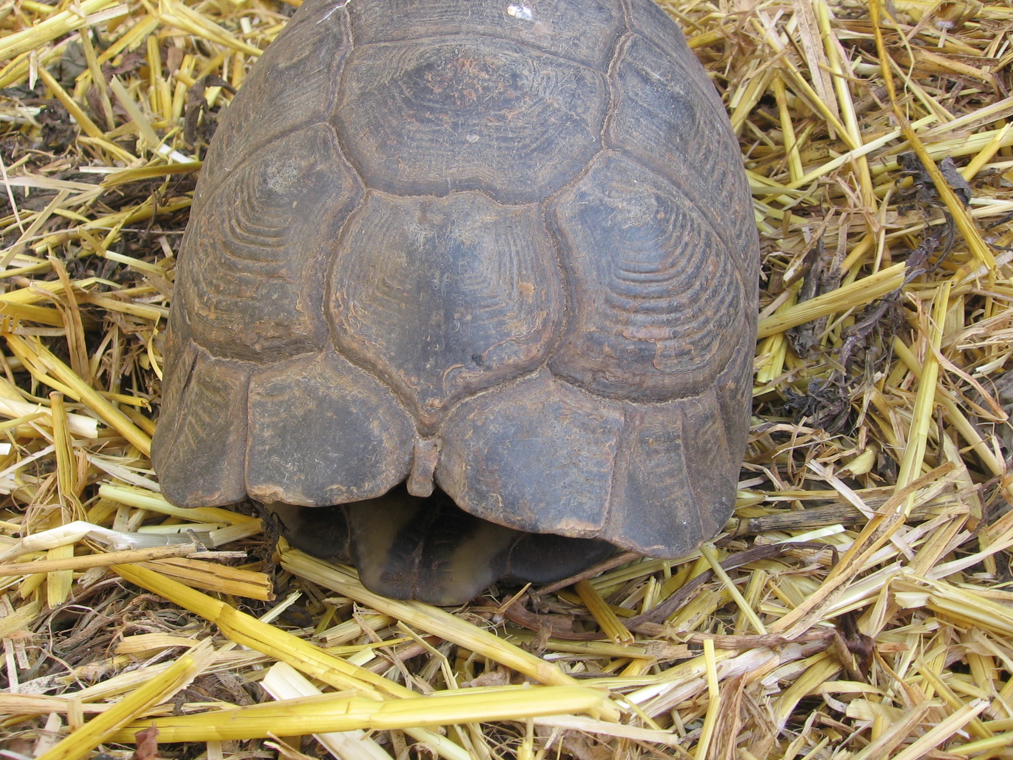 photo de marginata ou weissingeri 091215124849924965059425