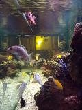 Vend aquarium Mini_091216051447925695064870