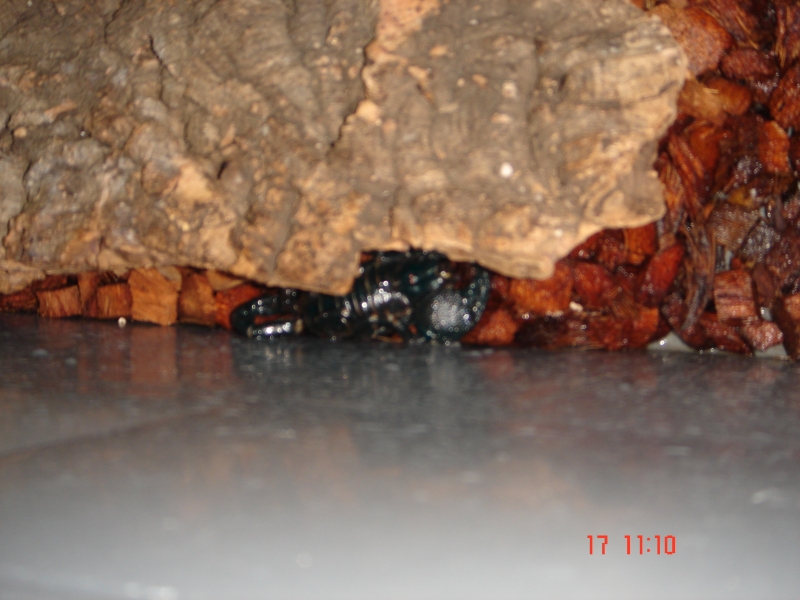 Reportage au Centre d'acclimatation (FT) 091218110637864445084163