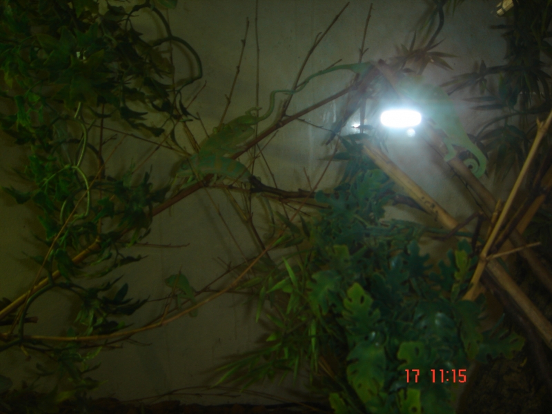 Reportage au Centre d'acclimatation (FT) 091218110752864445084175