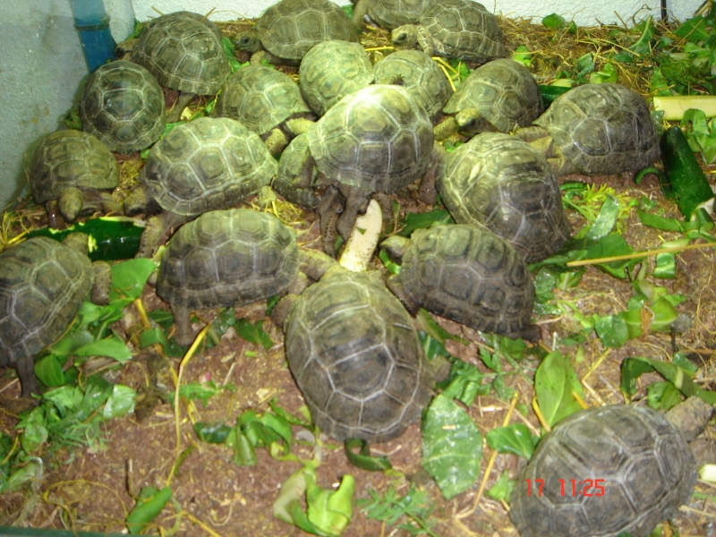 Reportage au Centre d'acclimatation (FT) 091218111037864445084193