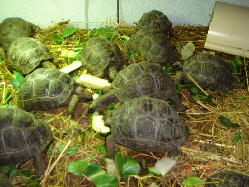Reportage au Centre d'acclimatation (FT) 091218111919864445084202