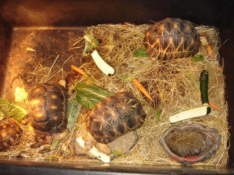 Reportage au Centre d'acclimatation (FT) 091218112003864445084207