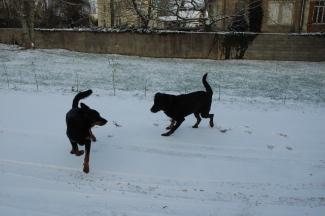 Pégase, beauceron de 8 ans - Page 2 091219045739646625088018