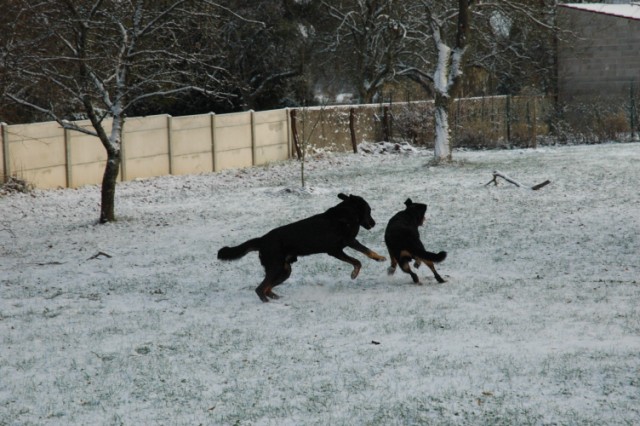 Pégase, beauceron de 8 ans - Page 2 091219050133646625088037