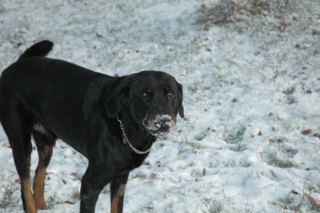 Pégase, beauceron de 8 ans - Page 2 091219050735646625088074