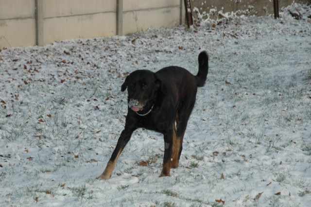 Pégase, beauceron de 8 ans - Page 2 091219051259646625088091